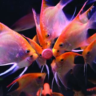 Fish Science for Gardens Alive NZ