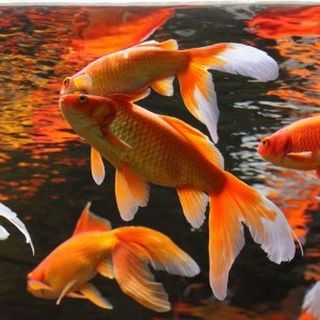 Fish Science for Gardens Alive NZ