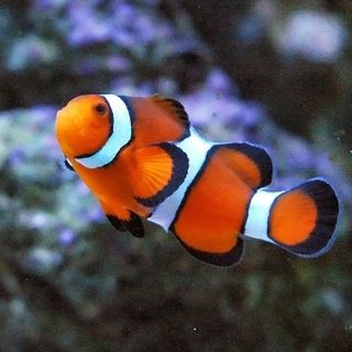 Fish Science for Gardens Alive NZ