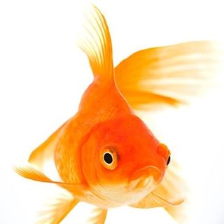 Fish Science for Gardens Alive NZ